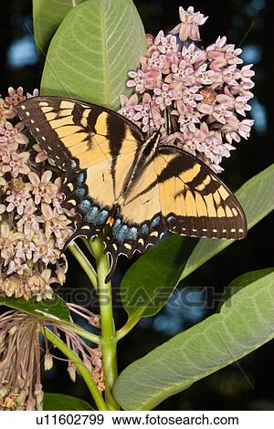 Stock Photo -  flower design butterfly eastern tiger papilio . Fotosearch