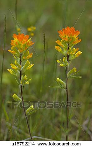 flower design indian paintbrush castilleja north  View Large Photo Image Picture -  flower design indian paintbrush castilleja north . Fotosearch