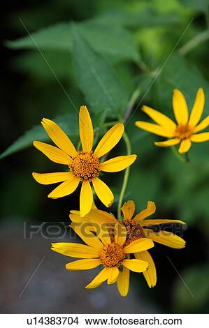 flower design jerusalem artichoke helianthus View Large Photo Image Picture - flower design jerusalem artichoke helianthus . Fotosearch