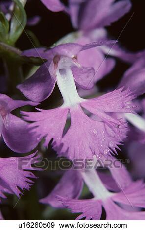Stock Photo -  flower design large purple fringed orchid north . Fotosearch