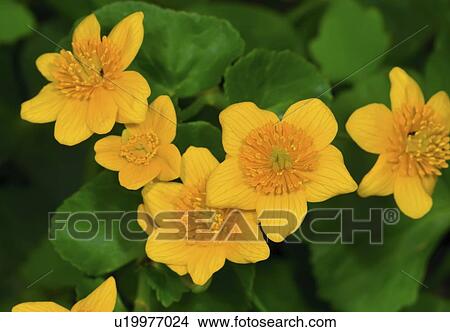 Picture -  flower design marsh marigold caltha palustris . Fotosearch