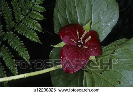 flower design perennial trillium north america  View Large Photo Image Stock Photography -  flower design perennial trillium north america . Fotosearch