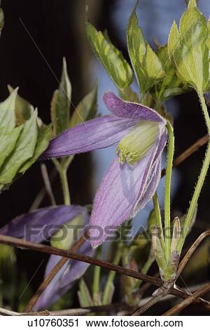 flower design purple clematis shenandoah park View Large Photo Image Stock Image - flower design purple clematis shenandoah park . Fotosearch