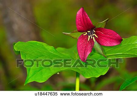 flower design trillium shenandoah national park View Large Photo Image Stock Photography - flower design trillium shenandoah national park . Fotosearch