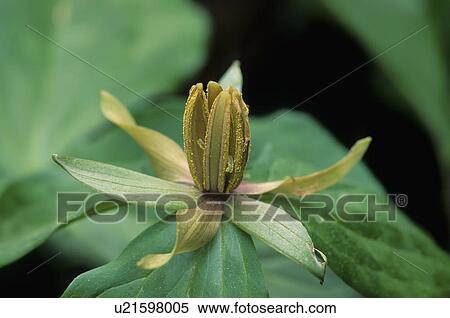 flower design twisted trillium stamineum north View Large Photo Image Stock Photography - flower design twisted trillium stamineum north . Fotosearch