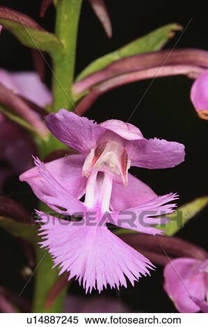 Stock Photography -  flower family design greater purple fringed park . Fotosearch