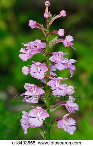 Stock Photography -  flower family design greater purple fringed park . Fotosearch