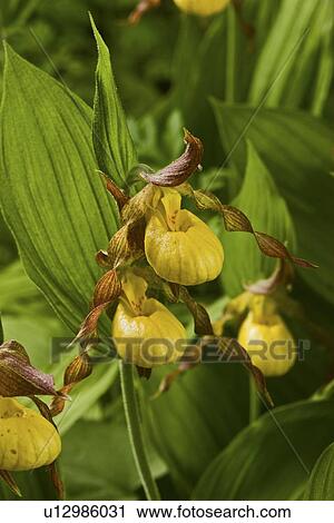 flower family design orchid va north america us View Large Photo Image Stock Image - flower family design orchid va north america us . Fotosearch
