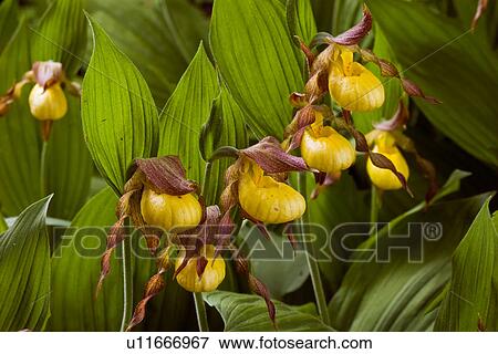 flower family design plants wildflower orchid va View Large Photo Image Stock Photo - flower family design plants wildflower orchid va . Fotosearch