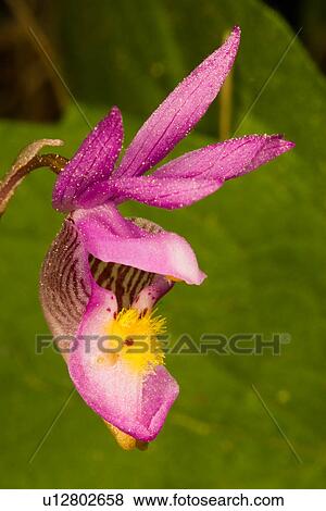 flower family design point trail wyoming grand View Large Photo Image Stock Photo - flower family design point trail wyoming grand . Fotosearch