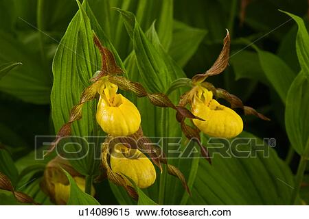 flower family design wildflower orchid va north View Large Photo Image Stock Photography - flower family design wildflower orchid va north . Fotosearch