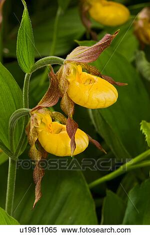 flower family large yellow ladys slipper park View Large Photo Image Stock Photography - flower family large yellow ladys slipper park . Fotosearch