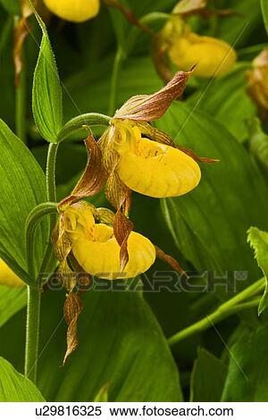 Stock Photography -  flower family wildflower orchid va north america . Fotosearch