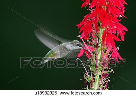 Stock Photography -  flower nineveh virginia usa plants cardinal usa. Fotosearch