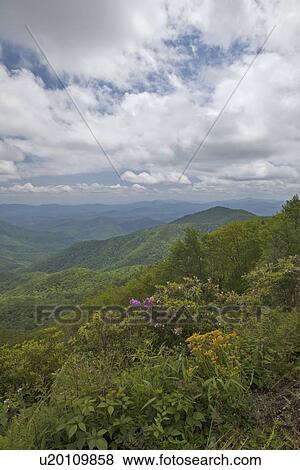 flower north craggy gardens catawba purple blue View Large Photo Image Stock Photo - flower north craggy gardens catawba purple blue . Fotosearch