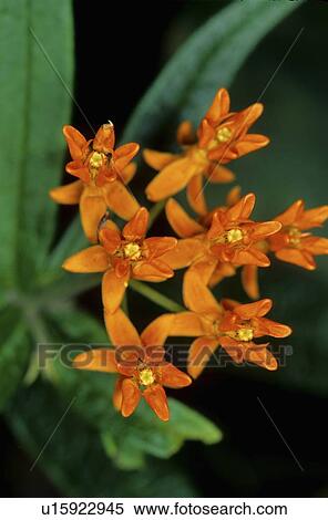 flowers design butterfly weed asclepias tuberosa View Large Photo Image Stock Photography - flowers design butterfly weed asclepias tuberosa . Fotosearch