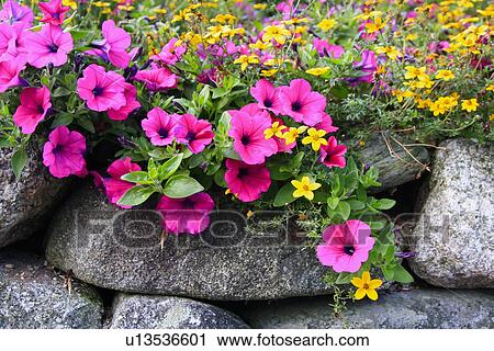 flowers design maine me mount mt. desert island View Large Photo Image Stock Image - flowers design maine me mount mt. desert island . Fotosearch