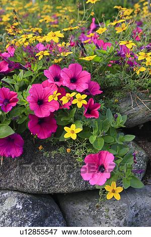 flowers design maine me mount mt. desert island View Large Photo Image Stock Photo - flowers design maine me mount mt. desert island . Fotosearch