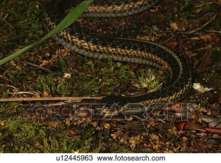 garter snake north america virginia va animals View Large Photo Image Stock Image - garter snake north america virginia va animals. Fotosearch