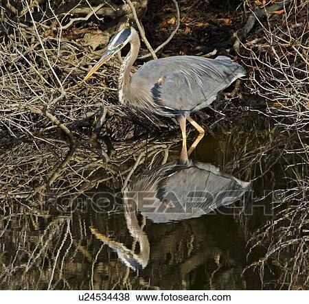 great blue heron ardea herodias north america va View Large Photo Image Stock Photo - great blue heron ardea herodias north america va. Fotosearch