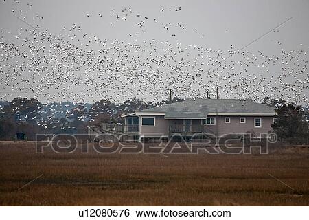 Stock Photograph -  greater snow goose chen atlanticus toms cove. Fotosearch