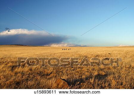 herd pronghorn deer antelope running plains new View Large Photo Image Stock Image - herd pronghorn deer antelope running plains new. Fotosearch