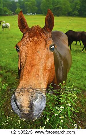 horse equus caballus great smoky mountain park View Large Photo Image Stock Image - horse equus caballus great smoky mountain park . Fotosearch