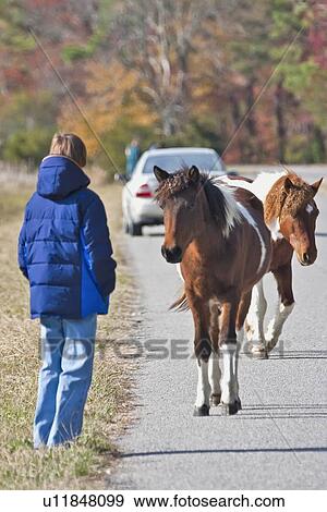 Stock Photo -  horse pony national wildlife refuge wild poines . Fotosearch