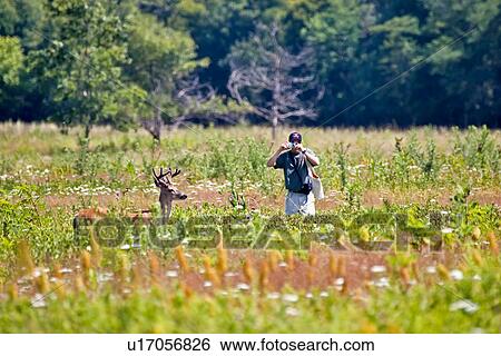 man male deer va virginia shenandoah national man View Large Photo Image Stock Photograph - man male deer va virginia shenandoah national man. Fotosearch