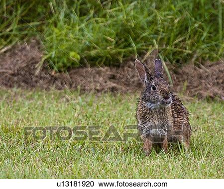 Stock Image -  marsh rabbit sylvilagus palustris nags head nc. Fotosearch
