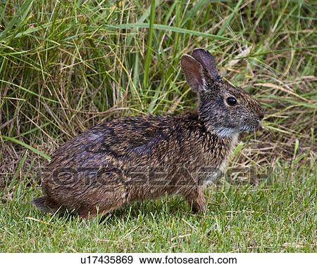 Stock Photo -  marsh rabbit sylvilagus palustris nags head nc. Fotosearch