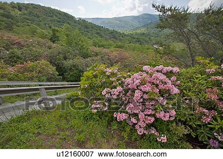 mountain laurel kalmia latifolia graveyard blue View Large Photo Image Stock Photo - mountain laurel kalmia latifolia graveyard blue. Fotosearch