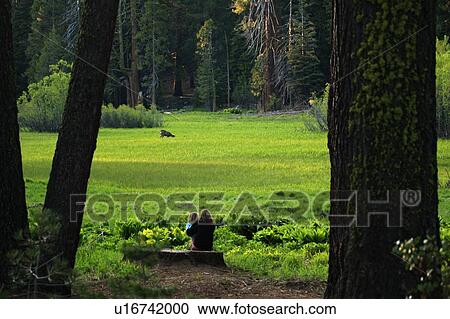 Stock Image -  mule deer odocoileus hemionus grazing bradley. Fotosearch