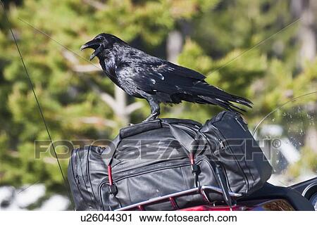 Stock Image -  national park wyoming united states america wy. Fotosearch