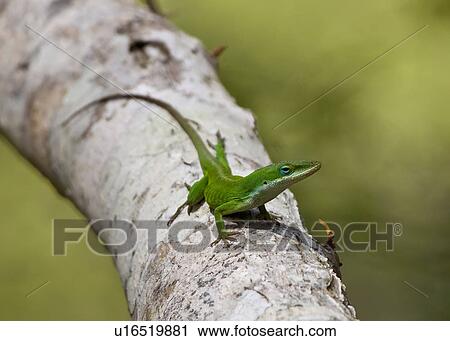nature anole green anolis carolina nags head View Large Photo Image Stock Image - nature anole green anolis carolina nags head . Fotosearch