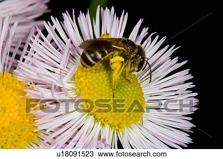nature daisy fleabane erigeron annuus sweat bee View Large Photo Image Stock Image - nature daisy fleabane erigeron annuus sweat bee . Fotosearch