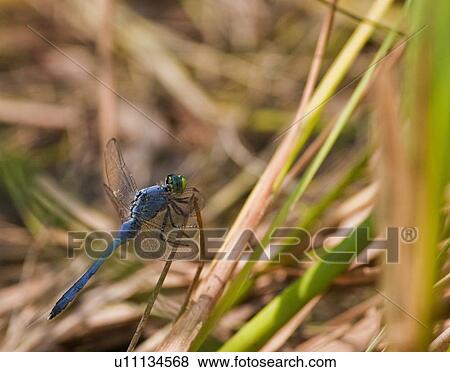 nature eastern pondhawk erythemis nags head View Large Photo Image Stock Photo - nature eastern pondhawk erythemis nags head . Fotosearch