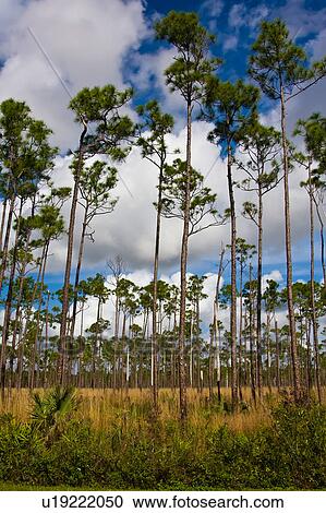 nature florida everglades national park shark View Large Photo Image Stock Image - nature florida everglades national park shark . Fotosearch