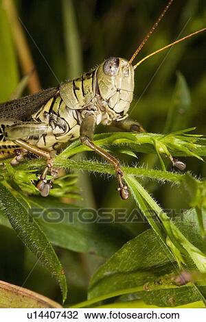 nature melanoplus clear brook virginia north View Large Photo Image Stock Image - nature melanoplus clear brook virginia north . Fotosearch