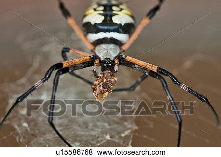 Stock Photo -  nature red wolf spider north america united us . Fotosearch