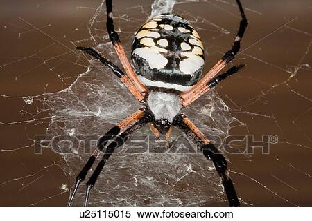 Stock Photography -  nature red wolf spider north america united us . Fotosearch