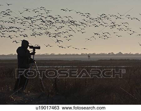 people nature snow greater goose chen va refuge View Large Photo Image Stock Image - people nature snow greater goose chen va refuge . Fotosearch