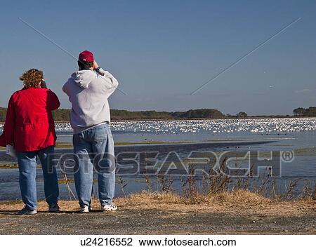 people nature snow greater goose chen va refuge View Large Photo Image Stock Image - people nature snow greater goose chen va refuge . Fotosearch