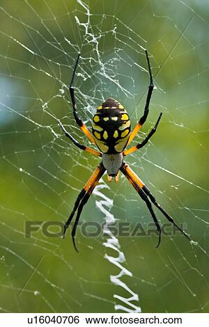 red wolf spider north america united states us View Large Photo Image Stock Photograph - red wolf spider north america united states us. Fotosearch
