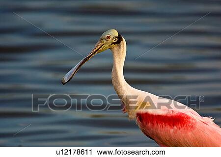 roseate spoonbill platalea ajaja eco pond north View Large Photo Image Stock Image - roseate spoonbill platalea ajaja eco pond north. Fotosearch