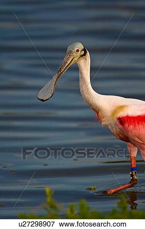 roseate spoonbill platalea ajaja eco pond north View Large Photo Image Stock Photo - roseate spoonbill platalea ajaja eco pond north. Fotosearch