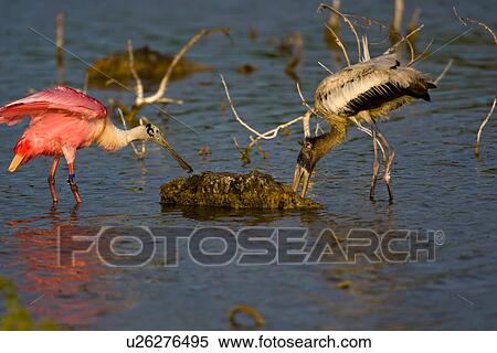 roseate spoonbill platalea ajaja wood stork rare View Large Photo Image Stock Photography - roseate spoonbill platalea ajaja wood stork rare. Fotosearch