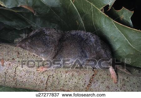 shrew blarina brevicauda virginia usa animals View Large Photo Image Stock Photo - shrew blarina brevicauda virginia usa animals. Fotosearch