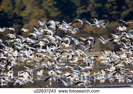 snow goose chen in flight national wildlife snow View Large Photo Image Stock Image - snow goose chen in flight national wildlife snow. Fotosearch