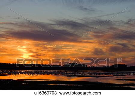 snow goose chen sunset sundown dusk nightfall View Large Photo Image Stock Image - snow goose chen sunset sundown dusk nightfall. Fotosearch